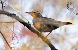 Varied Thrush 