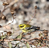 Townsends Warbler 