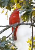 Summer Tanager
