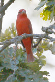 Summer Tanager 