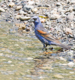 Blue Grosbeak