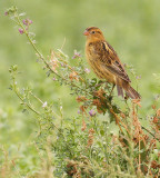 Bobolink 