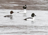 Common Goldeneye 