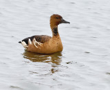 fulvous_whistling_duck