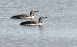 Red-throated Loon Pair