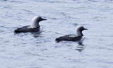 pacific_loon