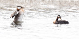 Red-necked Grebe Pair 