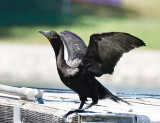 Neotropic Cormorant 