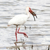 white_ibis