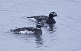 longtailed_duck