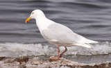glaucous_gull
