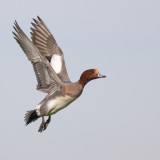 Eurasian Wigeon / Smient