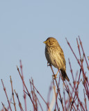 Corn Bunting / Grauwe Gors