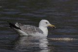 Caspian Gull / Pontische Meeuw