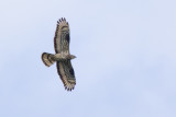 Honey Buzzard / Wespendief