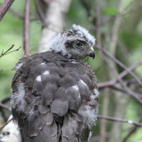 Eurasian Sparrowhawk / Sperwer
