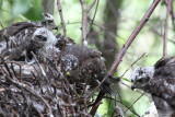 Eurasian Sparrowhawks / Sperwers