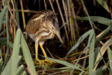 Little Bittern / Woudaapje