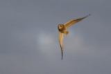 Short-eared Owl / Velduil