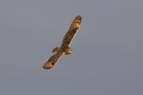 Short-eared Owl / Velduil