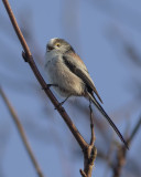 Long-tailed Tit / Staartmees