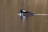 Hooded Merganser / Kokardezaagbek 