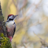 Middle Spotted Woodpecker / Middelste Bonte Specht