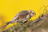 Snow Bunting / Sneeuwgors