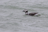 Long-tailed Duck / IJseend