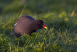 Common Moorhen / Waterhoen