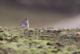 Wood Lark / Boomleeuwerik