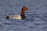 Common Pochard / Tafeleend