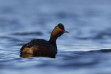 Black-necked Grebe / Geoorde Fuut