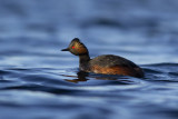 Black-necked Grebe / Geoorde Fuut