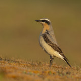 Northern Wheatear / Tapuit