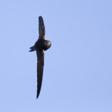 Common Swift / Gierzwaluw