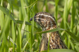 Common Quail / Kwartel