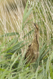 Great Bittern / Roerdomp