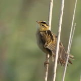 Aquatic Warbler / Waterrietzanger