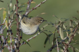 Siberische Tjiftjaf - Phylloscopus tristis