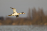 Great Crested Grebe / Fuut