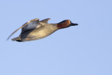 Common Teal / Wintertaling