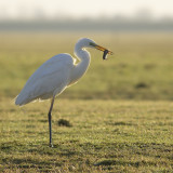 Great Egret / Grote Zilverreiger