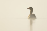 Greylag Goose in mist / Grauwe Gans in de mist