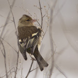 Chaffinch / Vink