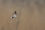 Reed Bunting in snowfall / Rietgors in sneeuwbui