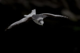 Black-legged Kittiwake / Drieteenmeeuw