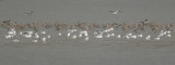 Caspian Terns, Eurasian Curlews and Eurasian Whimbrels / Reuzensterns, Wulpen en Regenwulpen