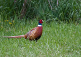 Pheasant 1