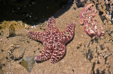 Starfish